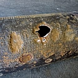 ductile-pipe-corrosion